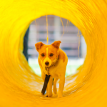 Kola in Yellow tunnel_cropped02