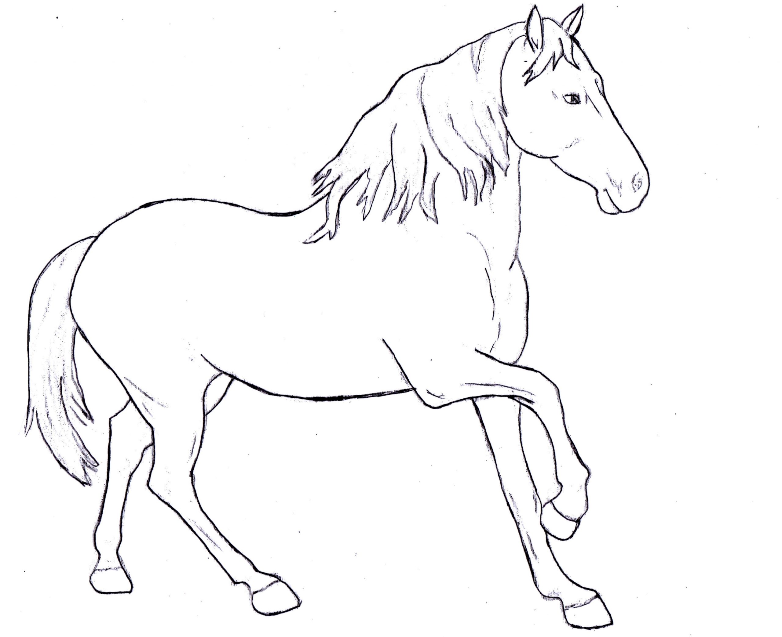 Horse_2