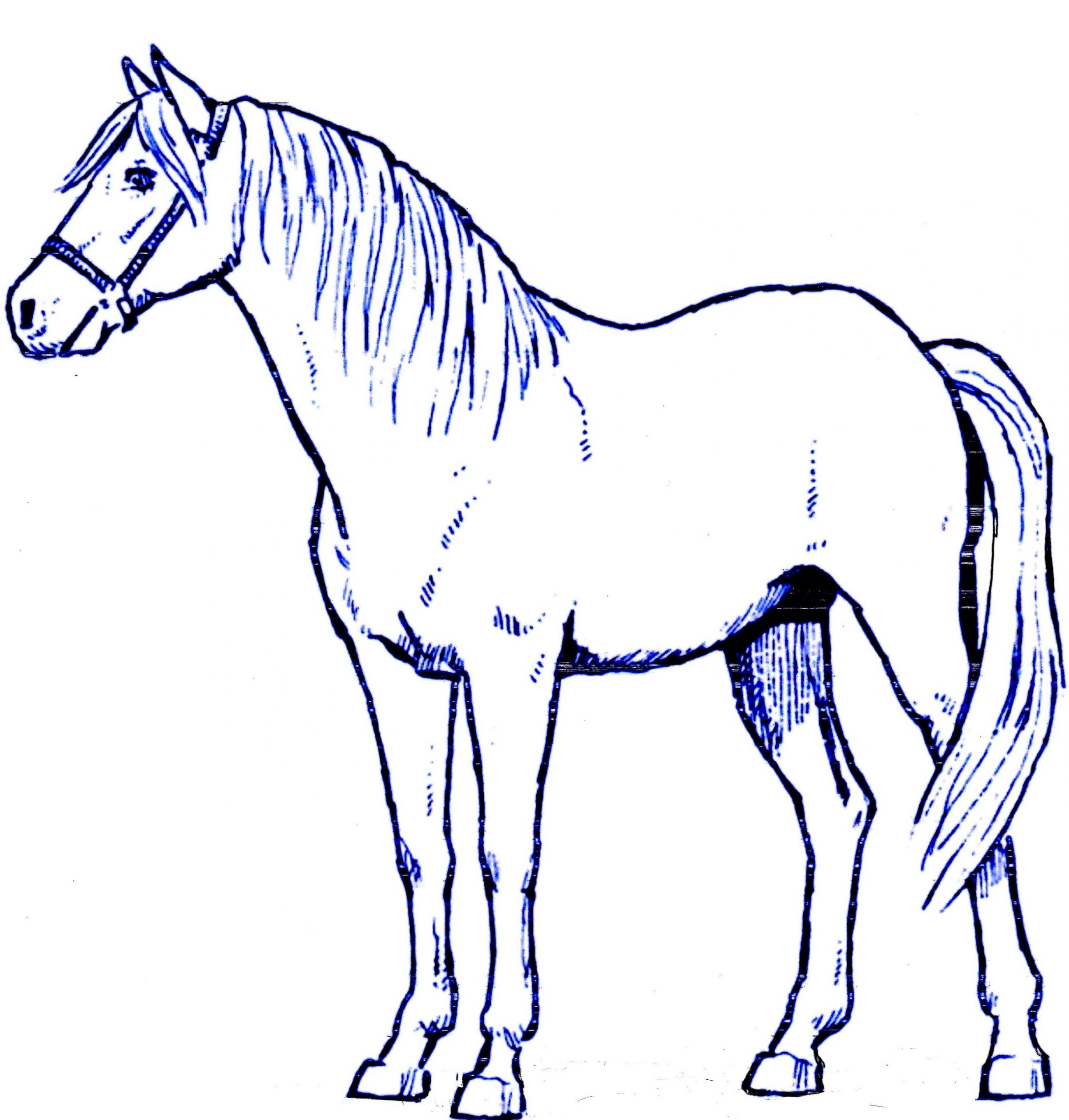 Horse_5